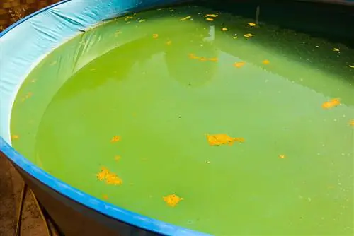 Swimming in a pool with algae: risks and solutions