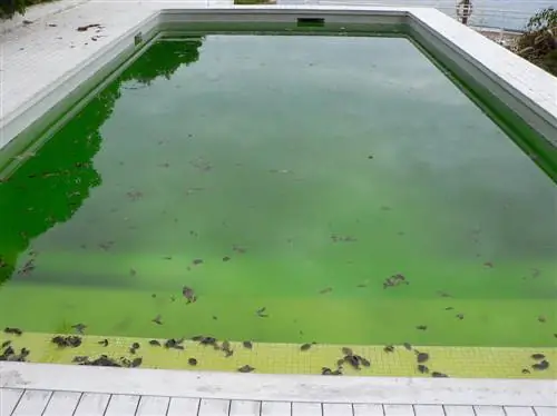 algues vertes dans la piscine