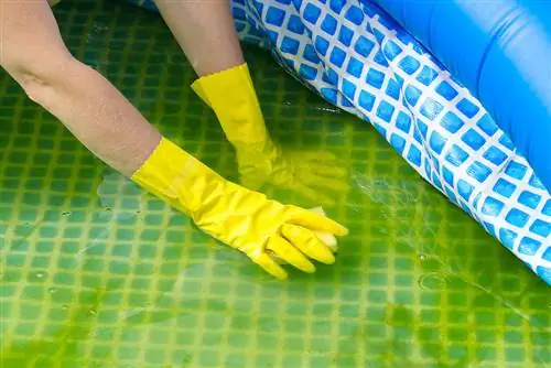 Cleaning the pool: Which home remedies help against algae?