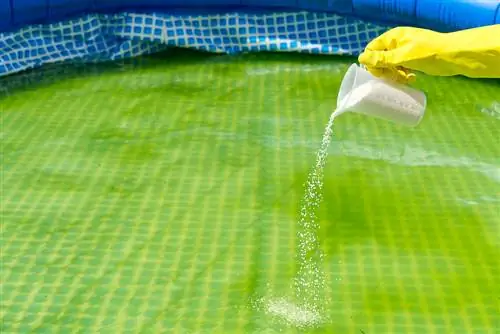 Alghe in piscina nonostante il cloro