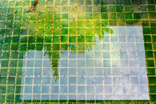 alghe rosse in piscina