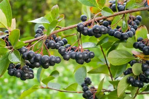 comestible à l'aronia