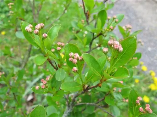 Aronia: no floreix