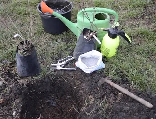 Bemes Aronia: Dit is hoe jy gesonde groei ondersteun