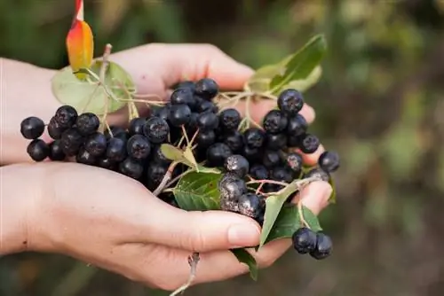 anong uri ng prutas ang aronia?