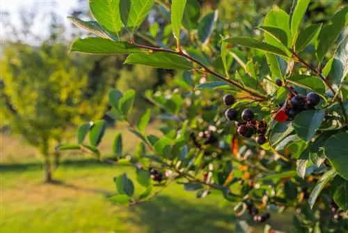 tallo estándar aronia