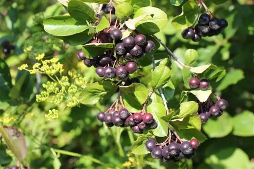 aronia becenév