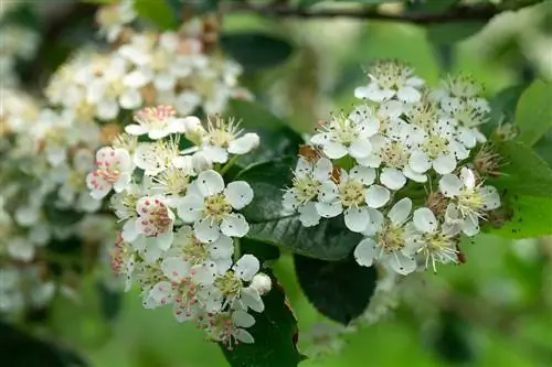 aronia blomster