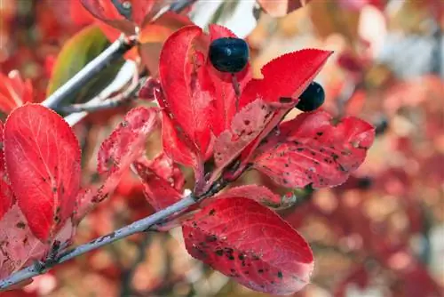 Aronia med bruna blad? Orsaker och åtgärder