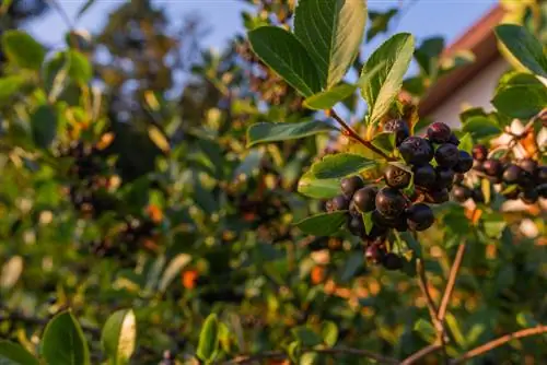 aronia উৎপত্তি