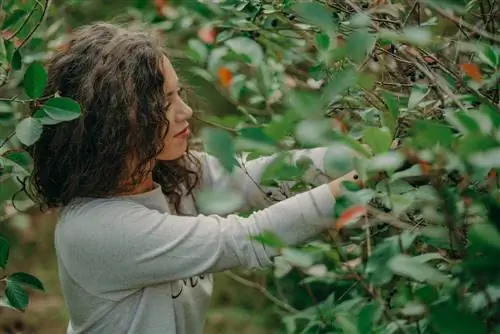 Aronia: Interessante feiten over de hoogte en groei van de plant