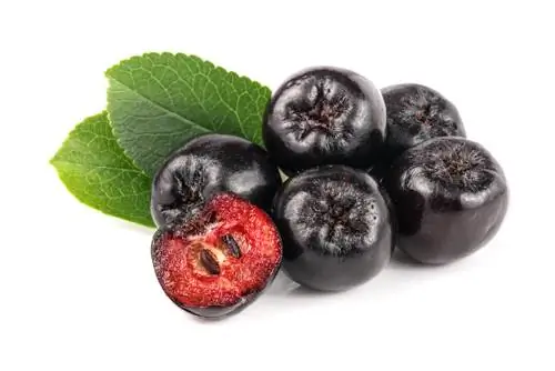 test di maturazione dell'aronia