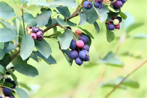 Aronia riesgo de confusión