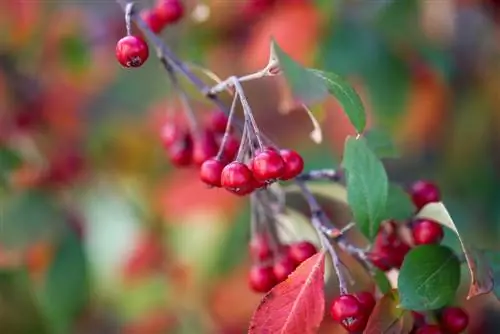 Red chokeberry: poisonous or harmless to humans and animals?