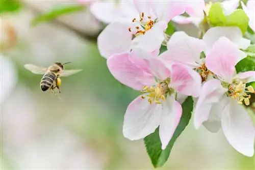 Pagkakaiba ng Apple blossom at cherry blossom