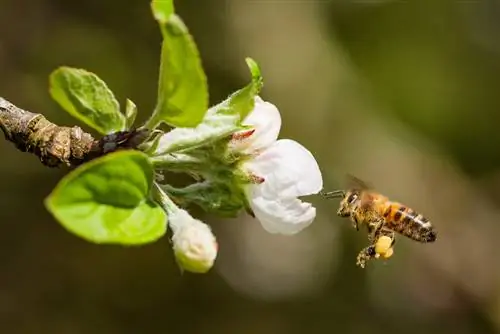 Les abeilles en action : comment les fleurs de pommier sont pollinisées