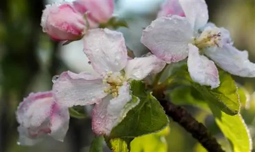 txiv apple blossom Frost