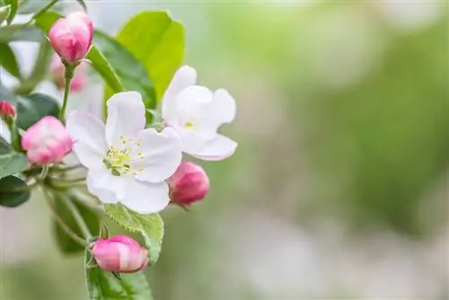 apple blossom in September