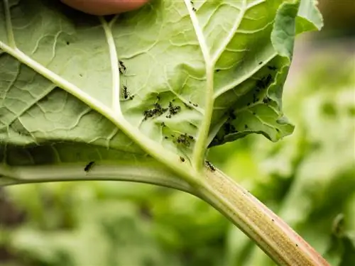 Ants on rhubarb? Tiv thaiv thiab kho qhov teeb meem