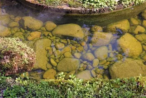 Menghilangkan ganggang dari batu di kolam