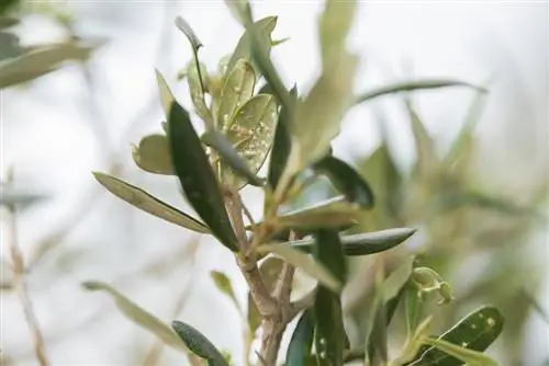 Olive tree: detect and solve ant infestations