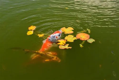 algae-in-koi-pond