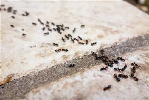 Chili against ants: effect and possible uses