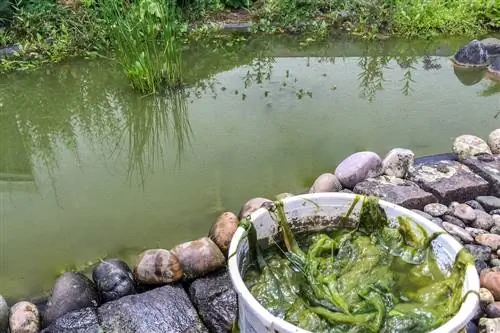 algas-do-lago-como-fertilizante