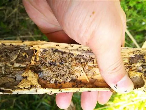 Fourmis et asticots : faits intéressants sur la colonie de fourmis