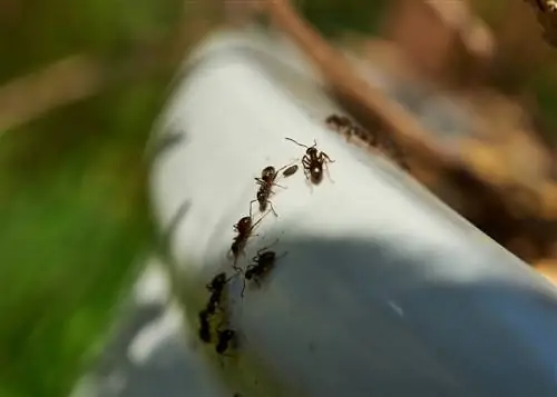 Relocating ants: gentle method for the garden