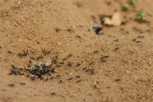 Fighting ants in the sand: This is how it works