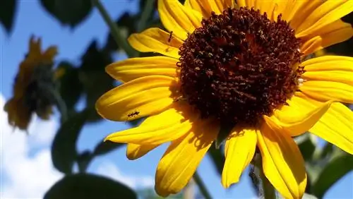 ant sunflowers