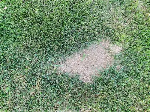 brown-spots-in-the-lawn-dahil-sa-ants