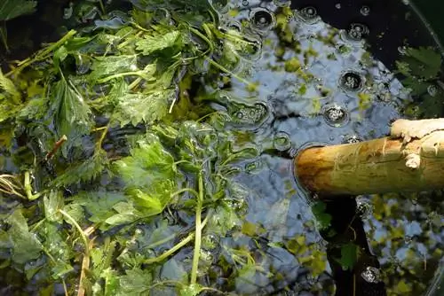 Mieren in de tuin? Brandnetelmest als natuurlijke oplossing