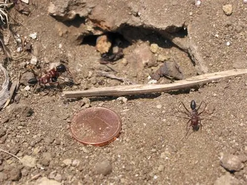 cent pieces against ants