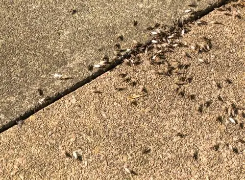 Terraço de luta contra formigas voadoras