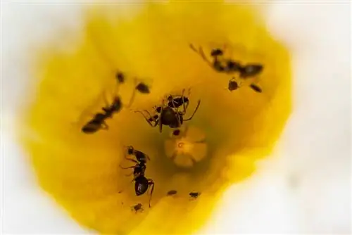 Ants on Dipladenia: Harmful or harmless?