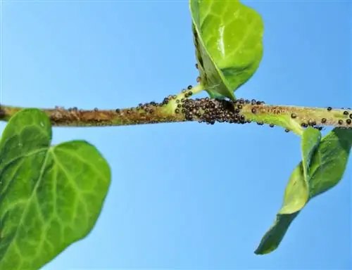 բաղեղ մրջյուններ