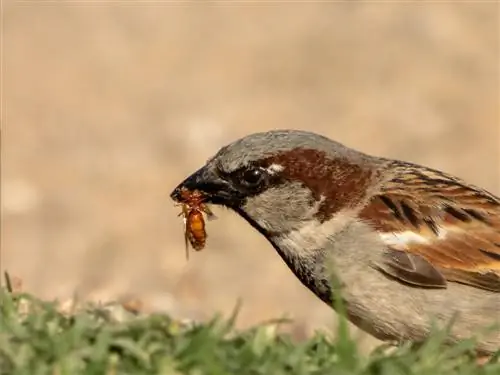 makan-burung pipit-semut