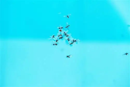 Flying ants in the pool: tips for effective elimination