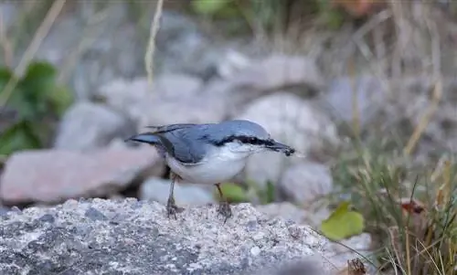 Äter fåglar myror? En lista över naturliga fiender