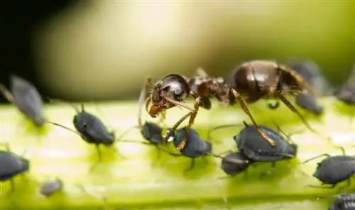 noj ants thiab aphids