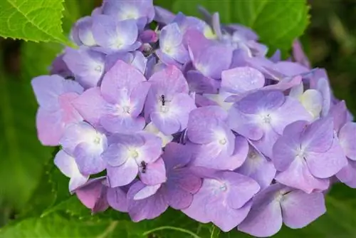 mchwa wa hydrangea