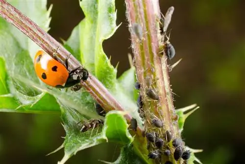 ladybug მტრები ჭიანჭველები