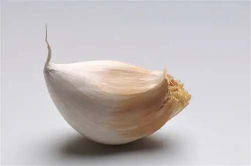 Garlic against ants: How to get rid of them naturally