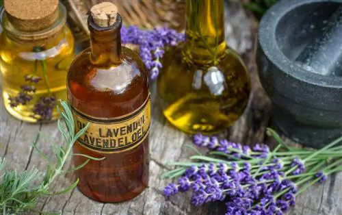 Aceite de lavanda contra las hormigas.