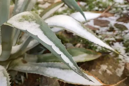 Dondurulmuş Agave: İşte onu nasıl kaydedeceğiniz