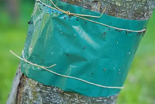 Gam ulat terhadap semut: perlindungan berkesan untuk pokok