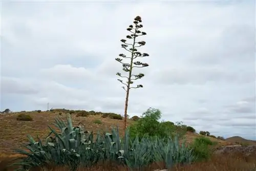 morte del fiore dell'agave