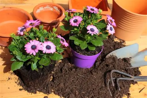 repotting daisies